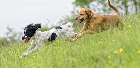 Perros corriendo