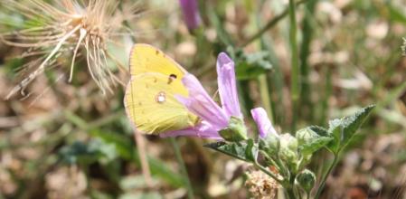 Mariposa amarilla en Collserola.