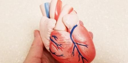 Maqueta de un corazón humano