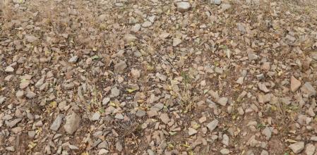 Reto visual: ¿Dónde está la mariposa?