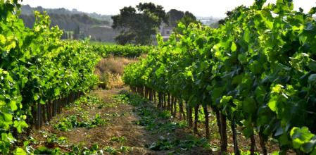 Viñas verdes del Penedès.