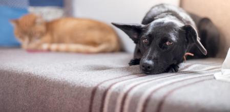 Si este año durante la verbena de San Juan observas que tu perro o tu gato siguen reaccionando de forma adversa a los petardos, los fuegos artificiales y los sonidos fuertes, es recomendable que, una vez pasadas estas fechas, te pongas en manos de un profesional de confianza para empezar un proceso de habituación. De esta manera, el perro o gato estará preparado para no pasarlo mal cuando haya otras fiestas en las que el ruido pirotécnico tenga tanto protagonismo. Ganaréis los dos al sentiros seguros y felices.