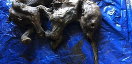 El bebé de mamut lanudo es el descubrimiento paleontológico más importante de América del Norte