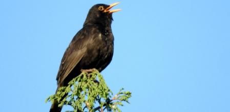 Mirlo en la copa de un ciprés en el monasterio de Pedralbes.