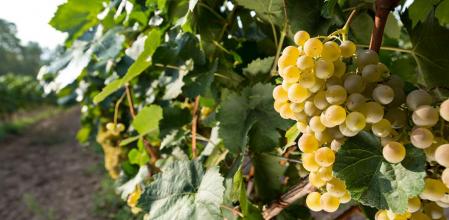 La uva xarel·lo es una uva blanca española tradicional para elaborar cava