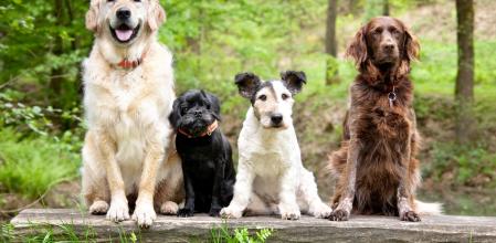 Perros en un jardín