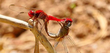 Libélula en el huerto del monasterio de Pedralbes.