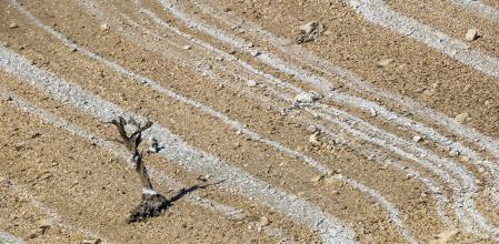 A dead tree at the border of a reservoir, with the typical marks produced by the different levels of water, at the Monfragüe National Park, Cáceres, Spain