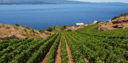 Viñedo frente al mar