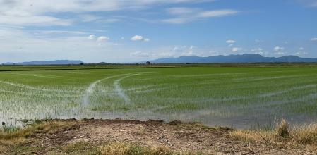 Arrozales en l'Albufera de València