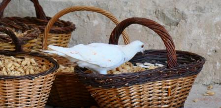 Garbanzos del huerto del monasterio de Pedralbes.