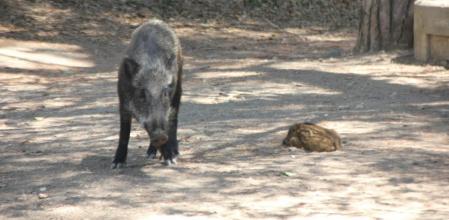 Paseo en familia por Vallvidrera.
