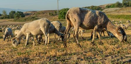 Sequía en el pasto en Osona.