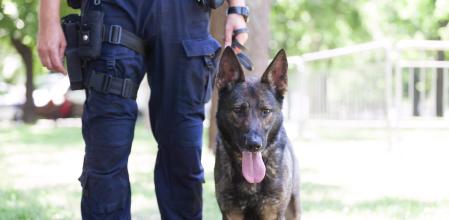 Perro policía con su compañero