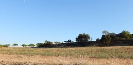 Reto visual: ¿Dónde están los dos conejos?