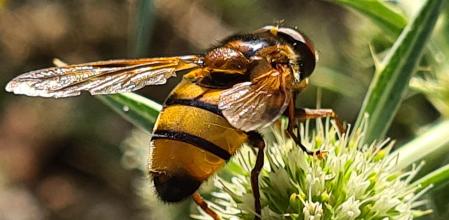 Abeja polinizadora en Muntanyola