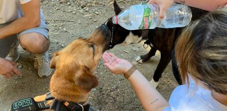 Desafortunadamente el verano es la época del año en la que se produce más abandono animal