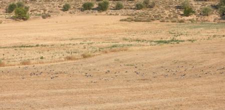 Paisaje de secano en La Figuerosa.