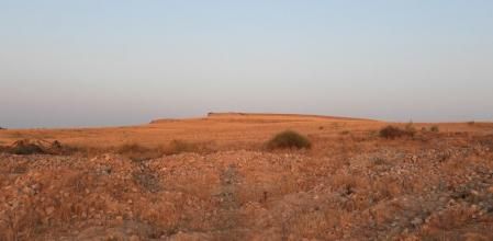 Reto visual: ¿Eres capaz de ver dónde está el zorro?