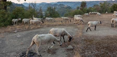 Buscando pasto en plena sequía.