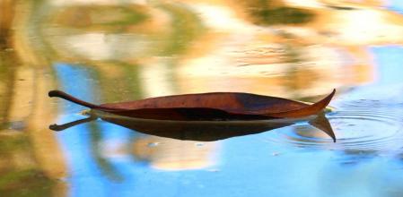 Reflejos de hojas secas caídas en verano de los árboles del monasterio de Pedralbes.