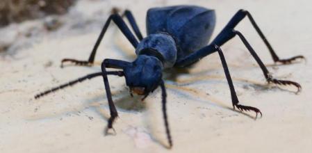 Escarabajo Leptoderis collaris retratado en el monasterio de Pedralbes.