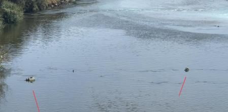 Tortugas en el Besòs.