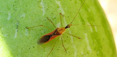 Zelus renardii chinche asesina