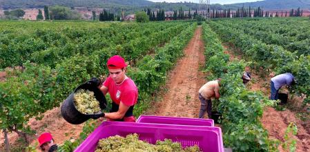 Vendimia Penedès