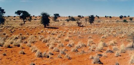 El desierto del Kalahari ocupa partes de Botsuana, Namibia y Sudáfrica