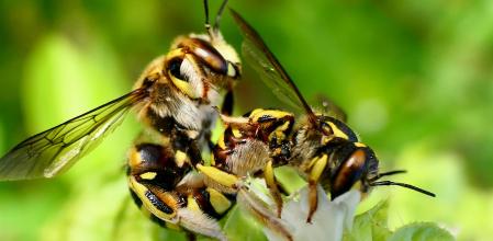 abeja cardadora apareandose