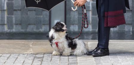 Muchos hoteles pet-friendly disponen de un servicio de Pet Concierge para satisfacer las necesidades de las mascotas en cualquier momento