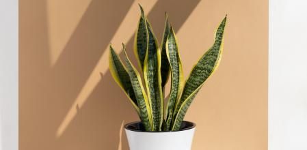 Sansevieria plant in a modern pot on a white table against a beige wall. Home plant Sansevieria trifa in a modern interior. Home decor and gardening concept.