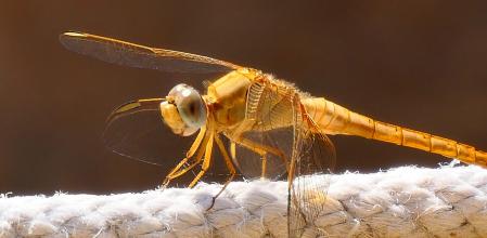 libélula dorada