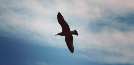 Gaviota sobrevolando la costa de Barcelona.