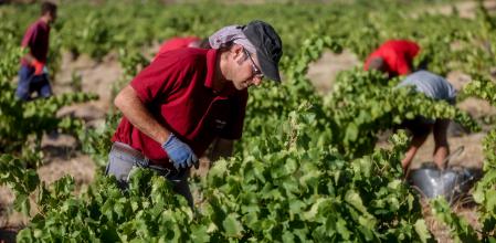 Trabajadores en un viñedo de Madrid, este agosto
