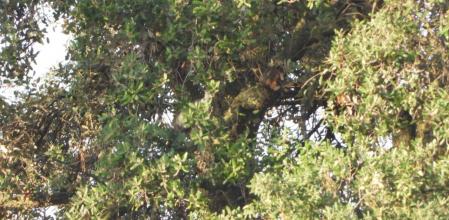 Reto visual: ¿Dónde están las dos palomas?
