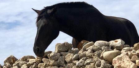 caballos de menorca