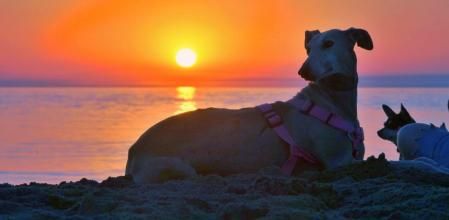 El amanecer de los perros en Fuengirola.