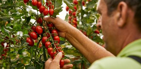 Un agricultor de Viladecans observando los tomates cherry producidos en la ciudad