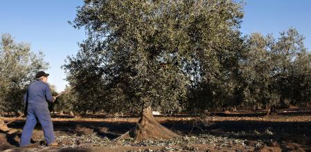 Recogida de la aceituna