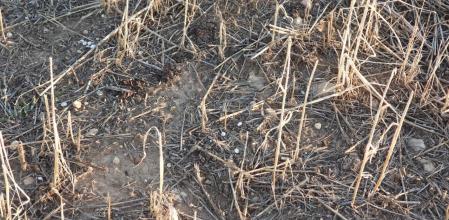 Reto visual: ¿Dónde está la mariposa?