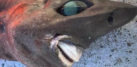 Un pescador encuentra un tiburón con un rostro muy peculiar y su imagen se hace viral