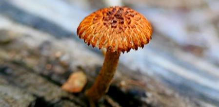 Miniseta de Barcelona.