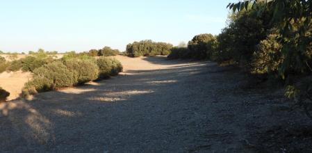 Reto visual: ¿Cuántos conejos hay en esta imagen?