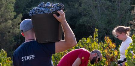 La vendimia en Puig-reig.