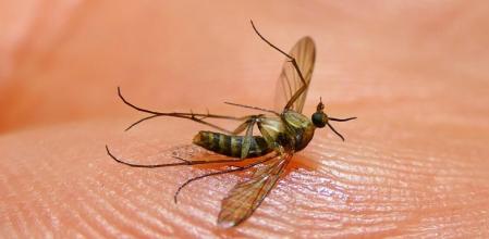 Mosquito tigre en la palma de la mano.