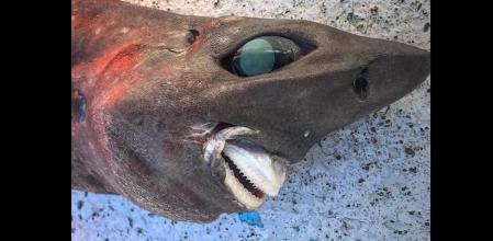 Imagen difundida en redes sociales por el autor de la captura  .