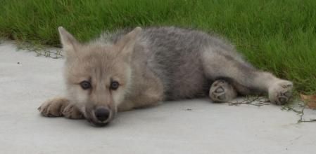 La loba ártica Maya en una imagen de finales de septiembre, cuando ya contaba con casi cuatro meses de vida   .