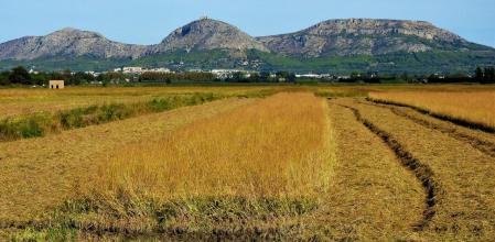 Campo de arroz en Pals a punto para la cosecha.